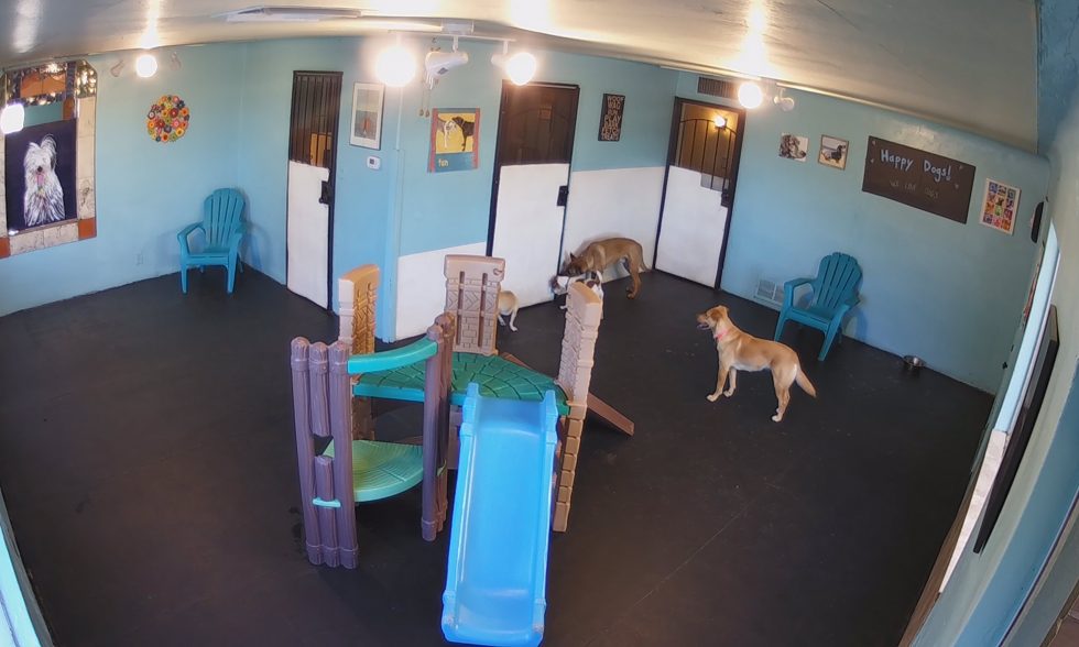 live-streaming Pet Daycare Cams