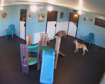 live-streaming Pet Daycare Cams