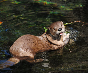 River Otters Cam